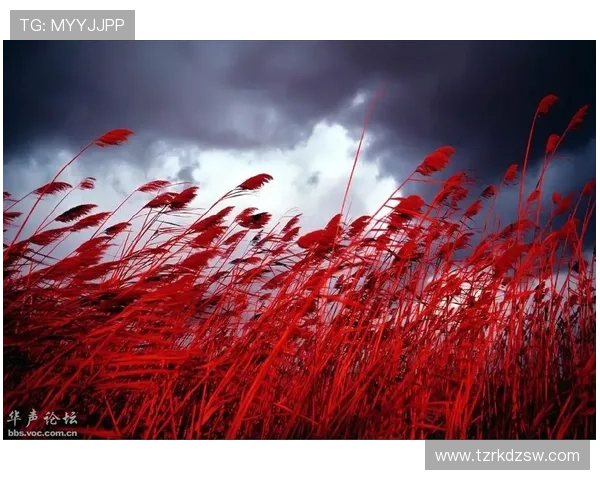 林婉筠：在光影交织的世界里，绽放独特之美